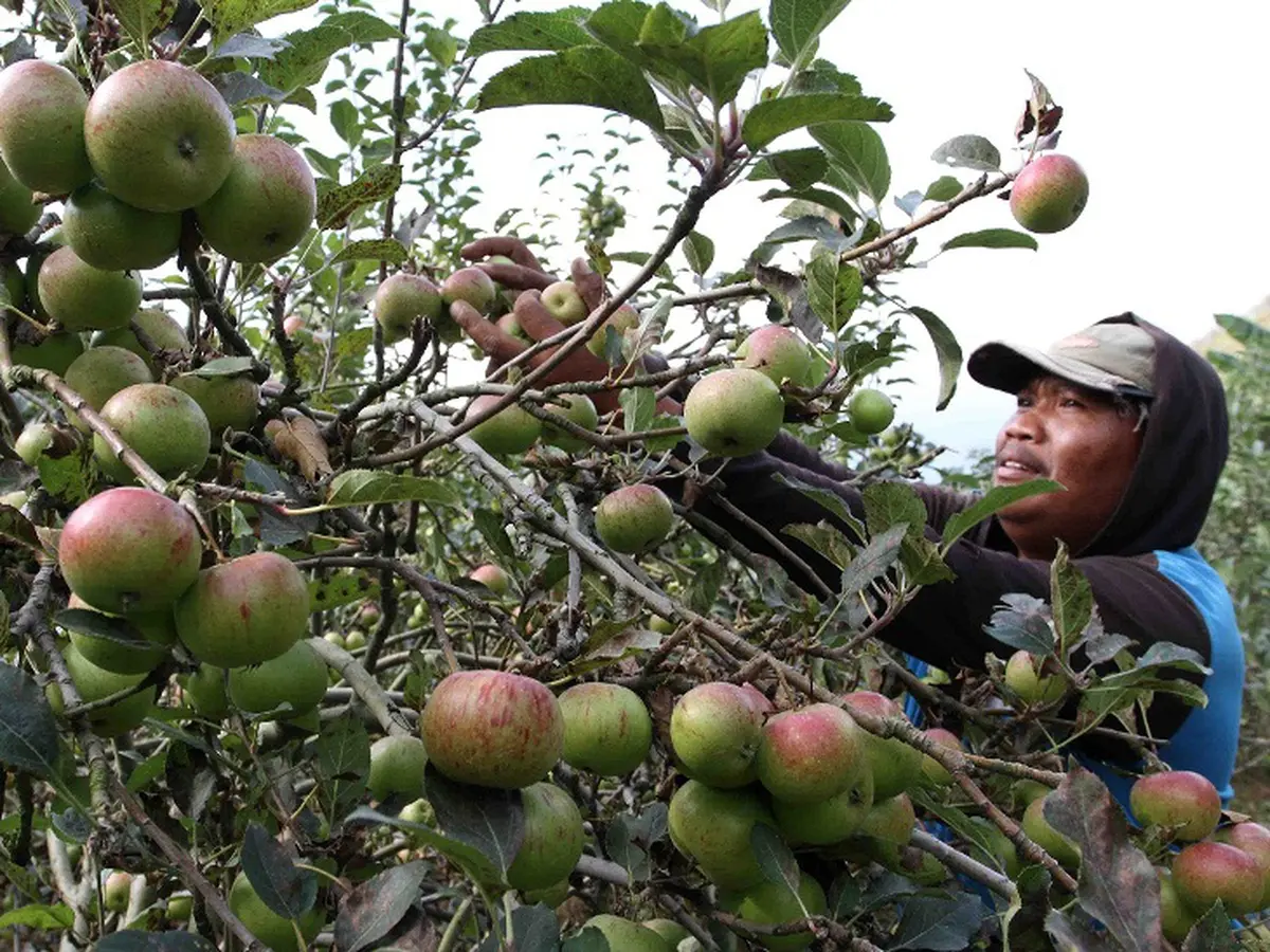 Kegiatan memetik apel langsung dari pohon di kebun apel Kota Batu