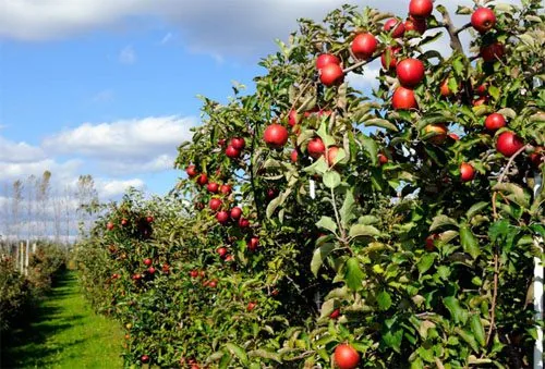 wisata petik buah Batu Malang kebun apel