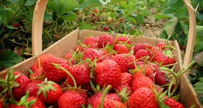 wisata keluarga di Batu Malang kebun buah