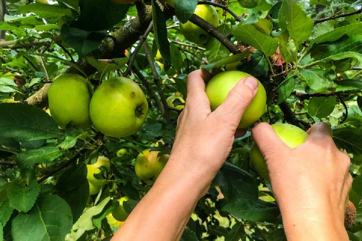 wisata kebun buah apel