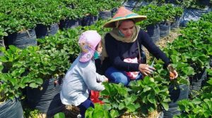 wisata Petik Buah Batu Malang
