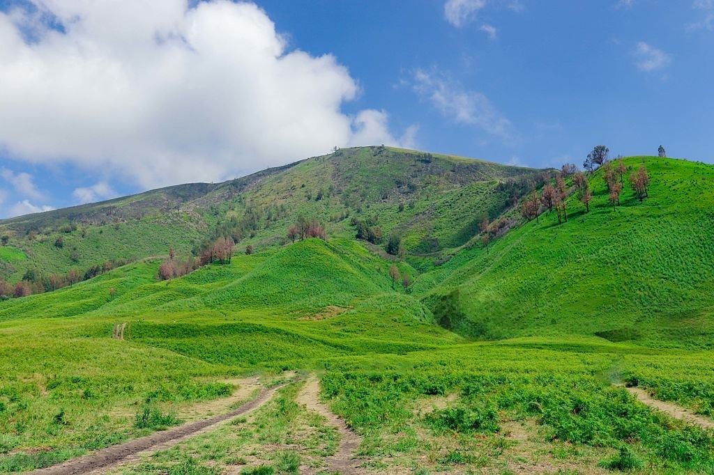 Bukit Teletubbies Bromo dengan lanskap hijau bergelombang di kawasan wisata Bromo