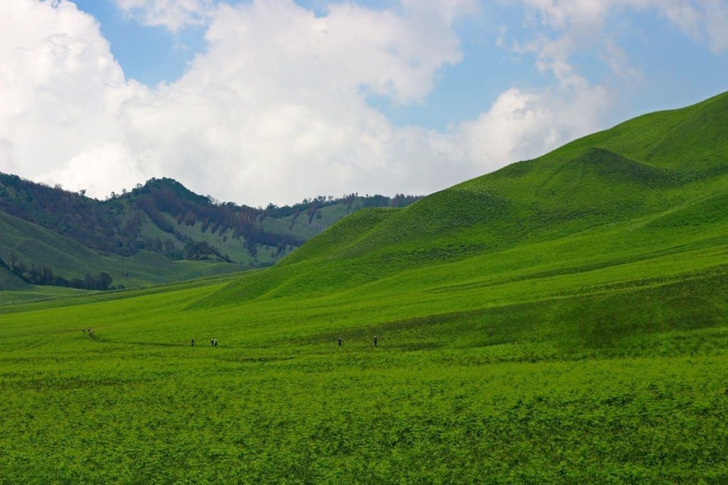 Savana Bromo hamparan padang hijau luas di kawasan wisata Bromo