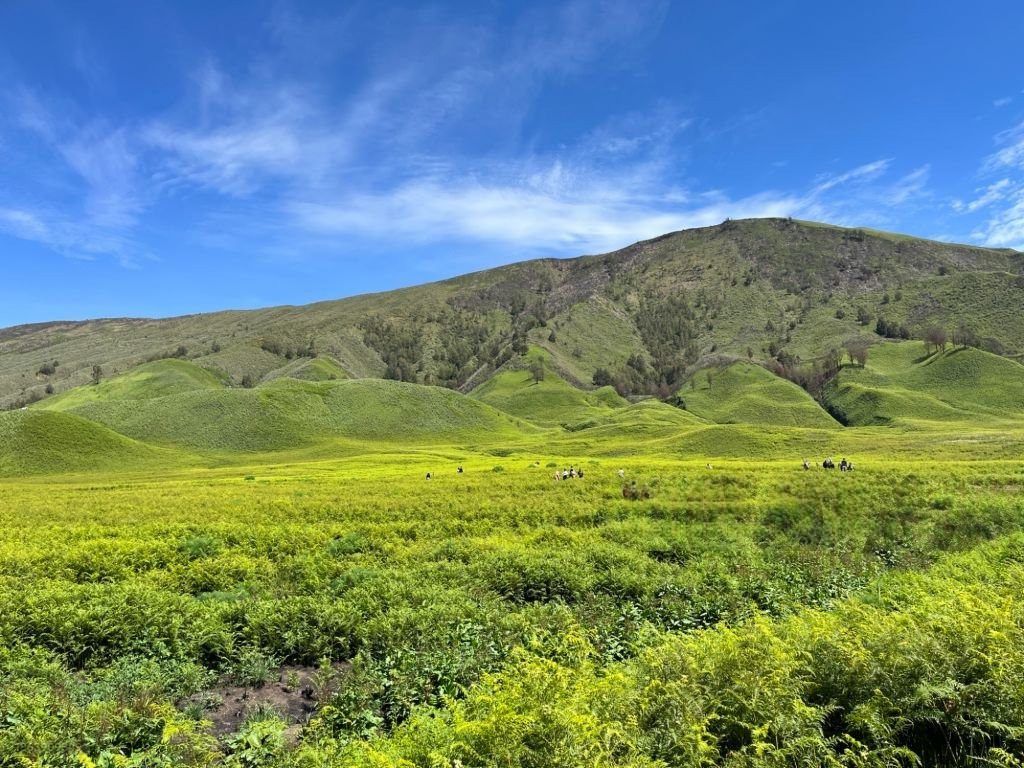 Nuansa Savana Bromo saat musim mendukung dengan vegetasi lebih hijau